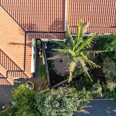 Palm Tree By Your Key 卡尼索