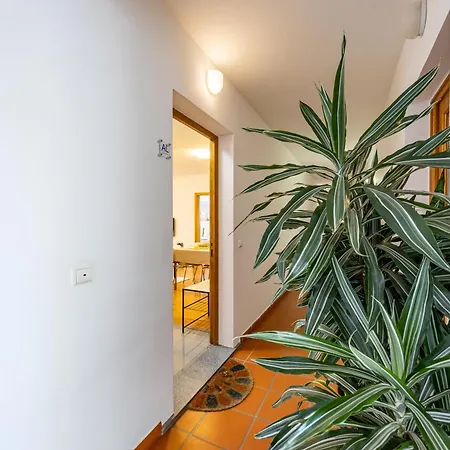 Palm Tree By Your Key Канису